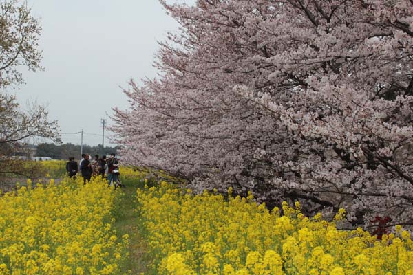 廃棄物処分場でお花見