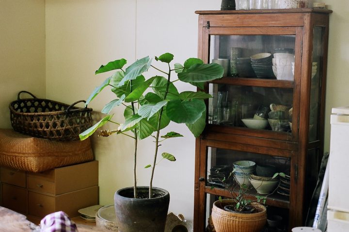 親子で営む花と器と猫の店、緑いっぱいの「野むら」を訪ねて。