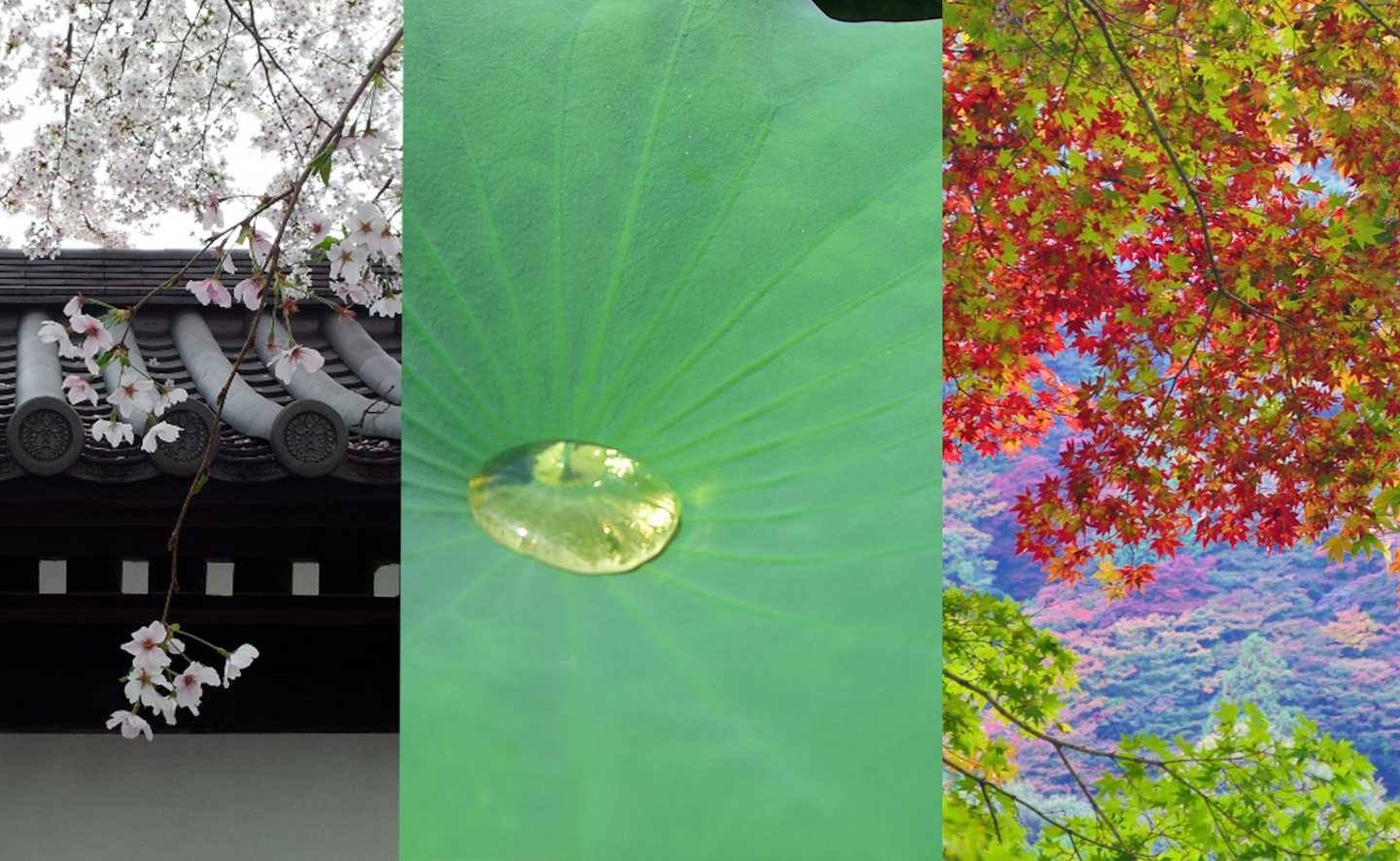 c98ae63c2994e6a6e4d05daa31187a