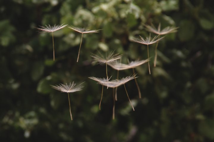 タンポポの種はどのように飛ぶのか？ 研究者がレーザー照射で種子の周囲の気流を可視化