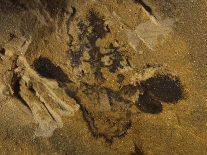 花は1億7400万年以上前から咲いていた！？ 中国の化石から新しい被子植物が発見