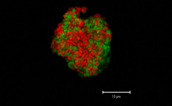 地球の細菌と古細菌の約70％は地中に存在 何百万もの種類の微生物が未発見と発表される