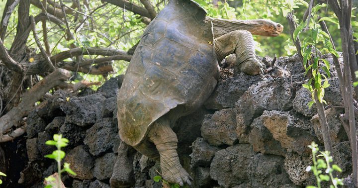 ガラパゴス諸島のゾウガメはなぜ長寿？ 寿命が短い脊椎動物にはない遺伝子変異体を発見