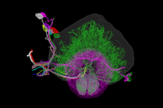 マサチューセッツ工科大学の研究者チーム 高解像度・高速で脳をイメージングする方法を開発