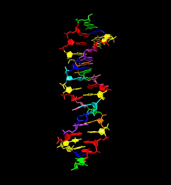 地球外生命体の遺伝システムはどう違う？ 情報を保存・伝達する新分子「8の字」DNAの合成に成功