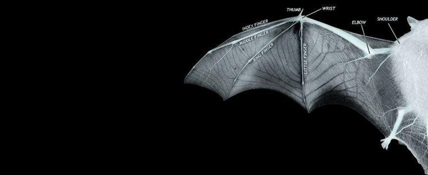 飛行機の翼は「コウモリ型」が優秀? 固定した翼よりも多くの利点が