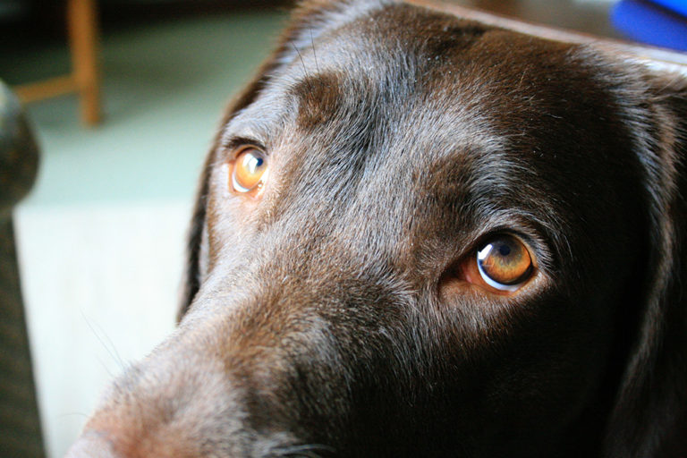 犬はどうして人間と良好な関係が結べるのか イギリスのポーツマス大学がその研究結果を発表 Webマガジン Axis デザインのwebメディア 犬はどうして人間と良好な関係が結べるのか イギリスのポーツマス大学がその研究結果を発表 Webマガジン Axis デザインのwebメディア