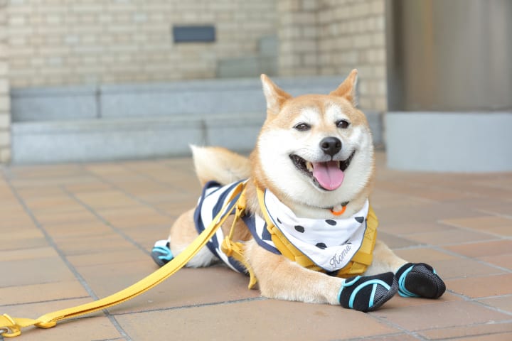 獣医師が監修、肉球をぴったり包み込む 犬用足袋型ブーツ「ドックドッグ いぬたび」が登場