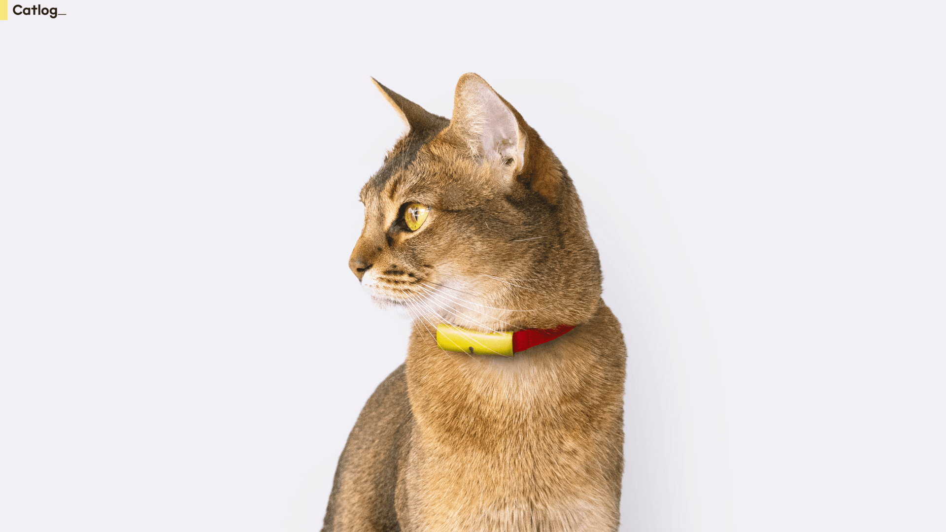 猫の生活をテクノロジーで見守る Catlog がローンチ クロネコヤマトとのコラボも登場 Webマガジン Axis デザインのwebメディア