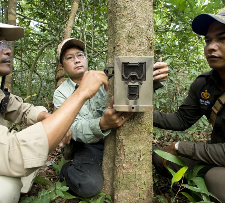 モーションセンサーで世界中の野生動物の生存状況を評価する 新しいツール「Wildlife Insights」が公開