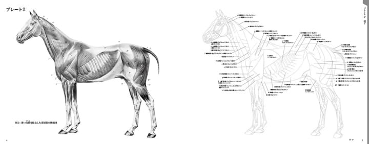 100年を超えて愛される古典名著が復刻 「エレンベルガーの動物