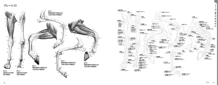 100年を超えて愛される古典名著が復刻 エレンベルガーの動物解剖学 が刊行 Webマガジン Axis デザインのwebメディア