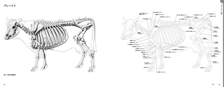 100年を超えて愛される古典名著が復刻 エレンベルガーの動物解剖学 が刊行 Webマガジン Axis デザインのwebメディア