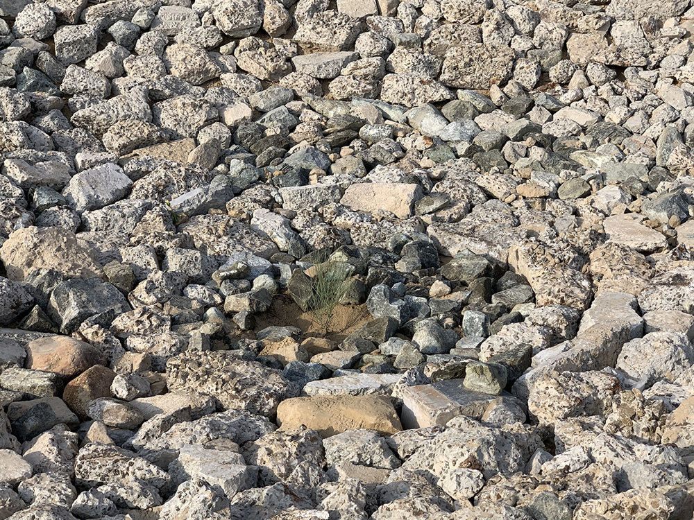 乾燥した環境でも育つ砂漠植物について考える Cooking Sectionsのインスタレ ション Becoming Xerophile Webマガジン Axis デザインのwebメディア