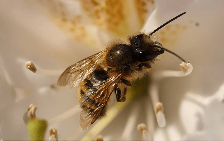 巣箱を作ってハチを育て 守る イケア イノベーションラボからプロジェクト Bee Home を始動 Webマガジン Axis デザインのwebメディア