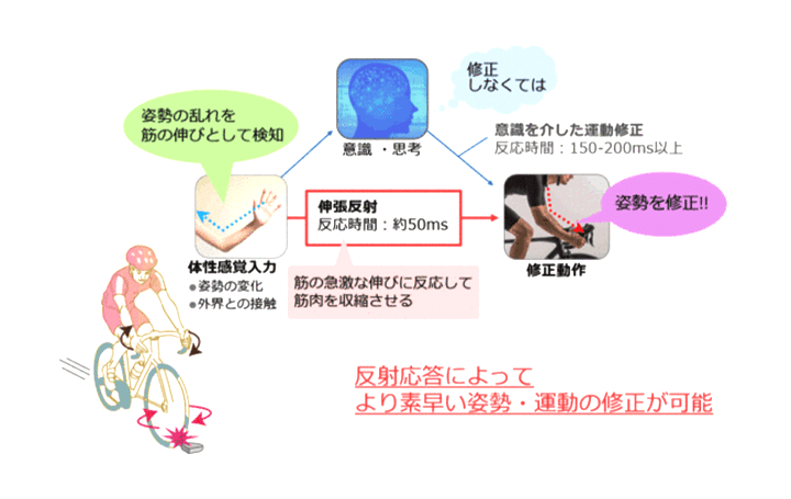 NTT、運動中の伸張反射の調整と 脳内情報処理の関連性を発見