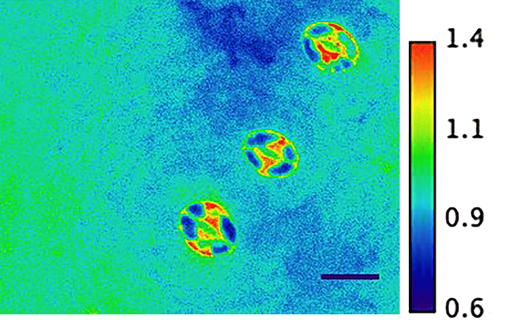 地球温暖化による植物の乾燥ストレスを緩和 カリフォルニア大学が水分の蒸発を防ぐナノセンサー「SNACS」…