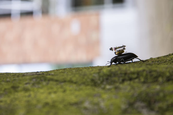 米ワシントン大学による 昆虫の視点を体感できる超小型カメラが開発