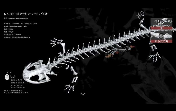 大分県宇佐市、特別天然記念物「オオサンショウウオ」 3D標本を「CT生物図鑑」サイトで公開