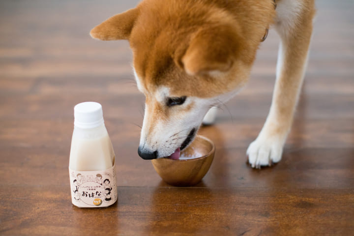 犬用自然派食 イリオスマイル に 愛犬も飲めるノンアルコール甘酒が登場 Webマガジン Axis デザインのwebメディア