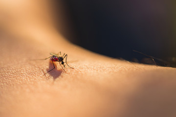 花王、蚊の嫌う肌表面を作り 蚊に刺されることを防ぐ技術を開発