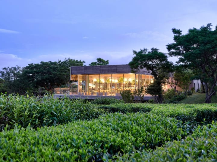 Airbnbがイニスフリーとコラボ 済州島の茶畑を満喫する宿泊体験を提供