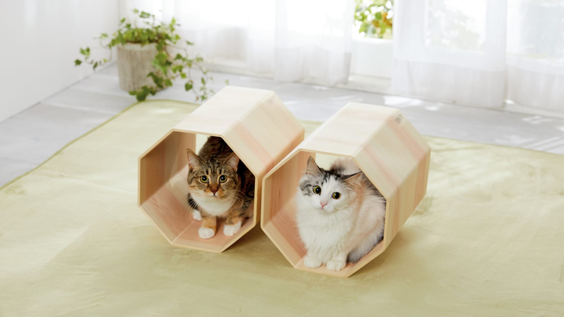 日本の伝統技術「挽曲げ」でつくった 「吉野桧」「龍神杉」の猫専用ベッド | Webマガジン「AXIS」 | デザインのWebメディア