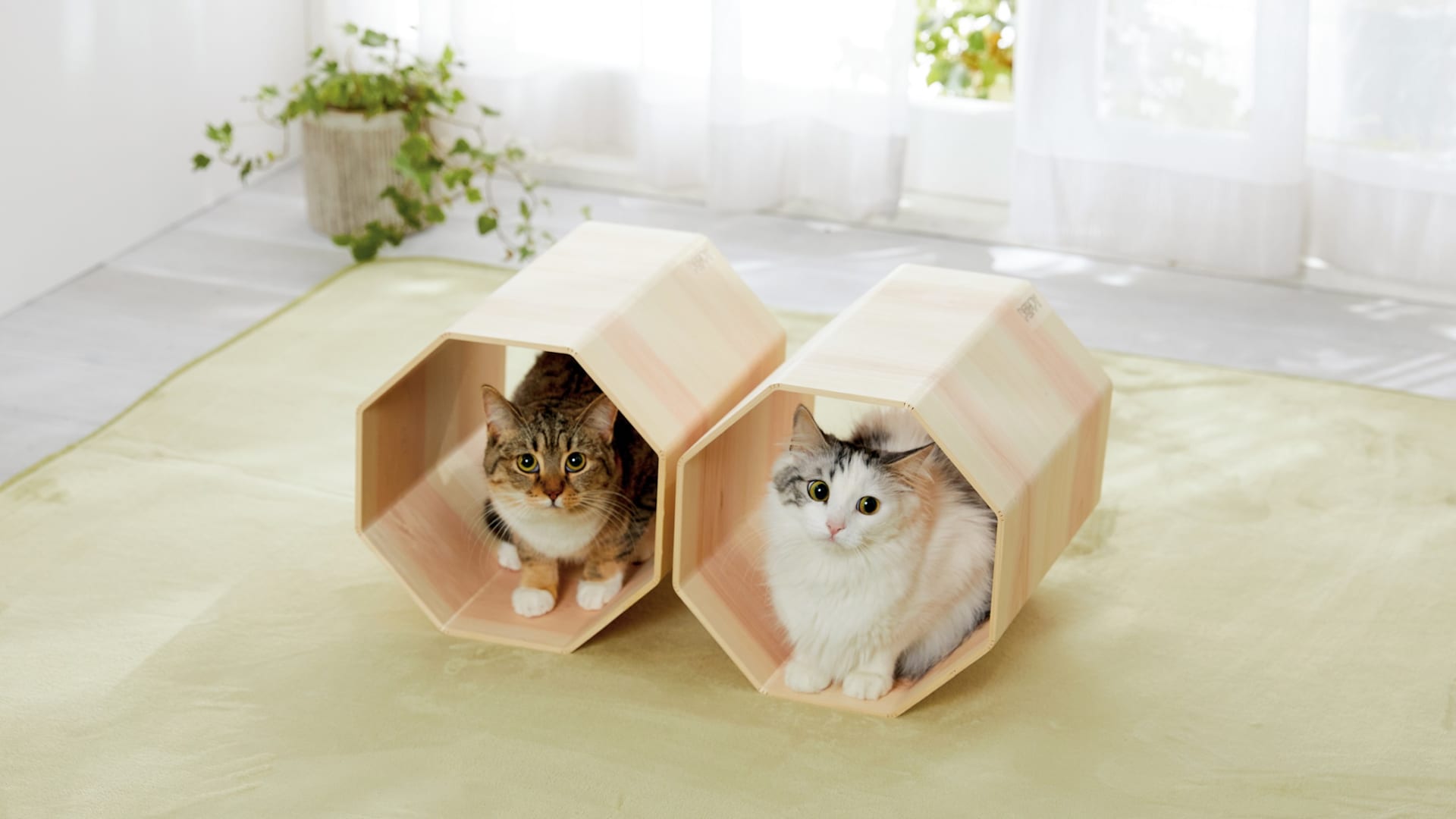 日本の伝統技術「挽曲げ」でつくった 「吉野桧」「龍神杉」の猫専用ベッド | Webマガジン「AXIS」 | デザインのWebメディア 日本の伝統技術「挽曲げ」でつくった 「吉野桧」「龍神杉」の猫専用ベッド | Webマガジン「AXIS」 | デザインのWebメディア
