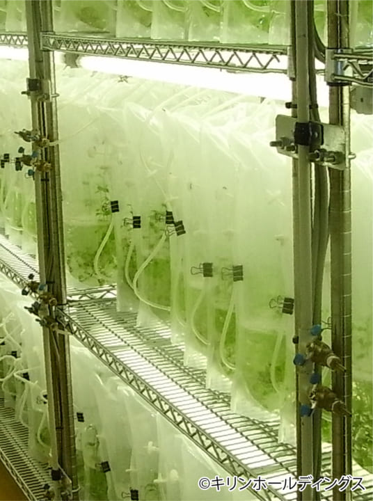 宇宙での長期滞在のための食料を生産する研究 「袋型培養槽技術」による栽培実験が行う