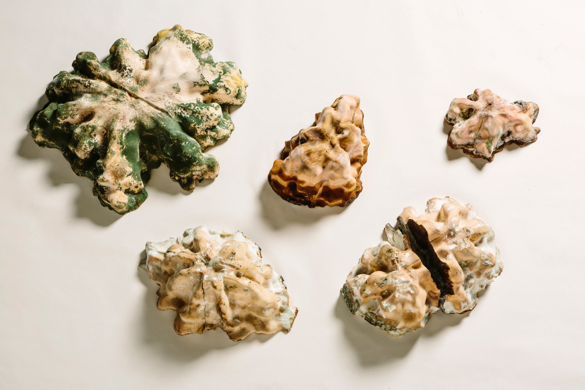 腐敗した有機物から再生を考える Andrea Shin Lingの