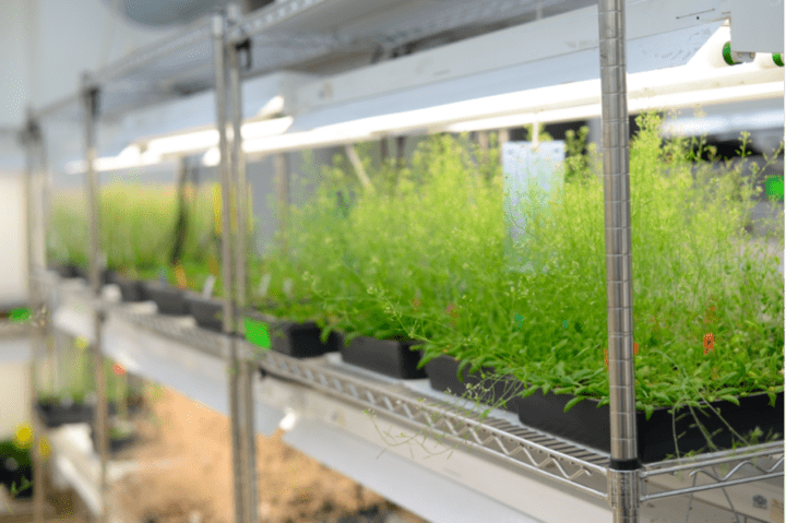 農作物を通して気候変動に対応する 新しい研究を米MITが開始
