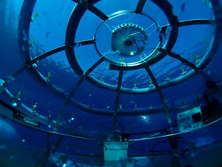 カプセルを海に沈めて海底栽培を行う 農業プロジェクト「Nemo’s Garden」