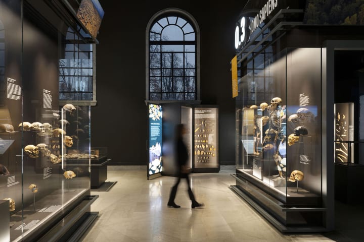 Migliore+Servettoが手がけた ミラノ市立自然史博物館の「人類の進化の歴史」常設展