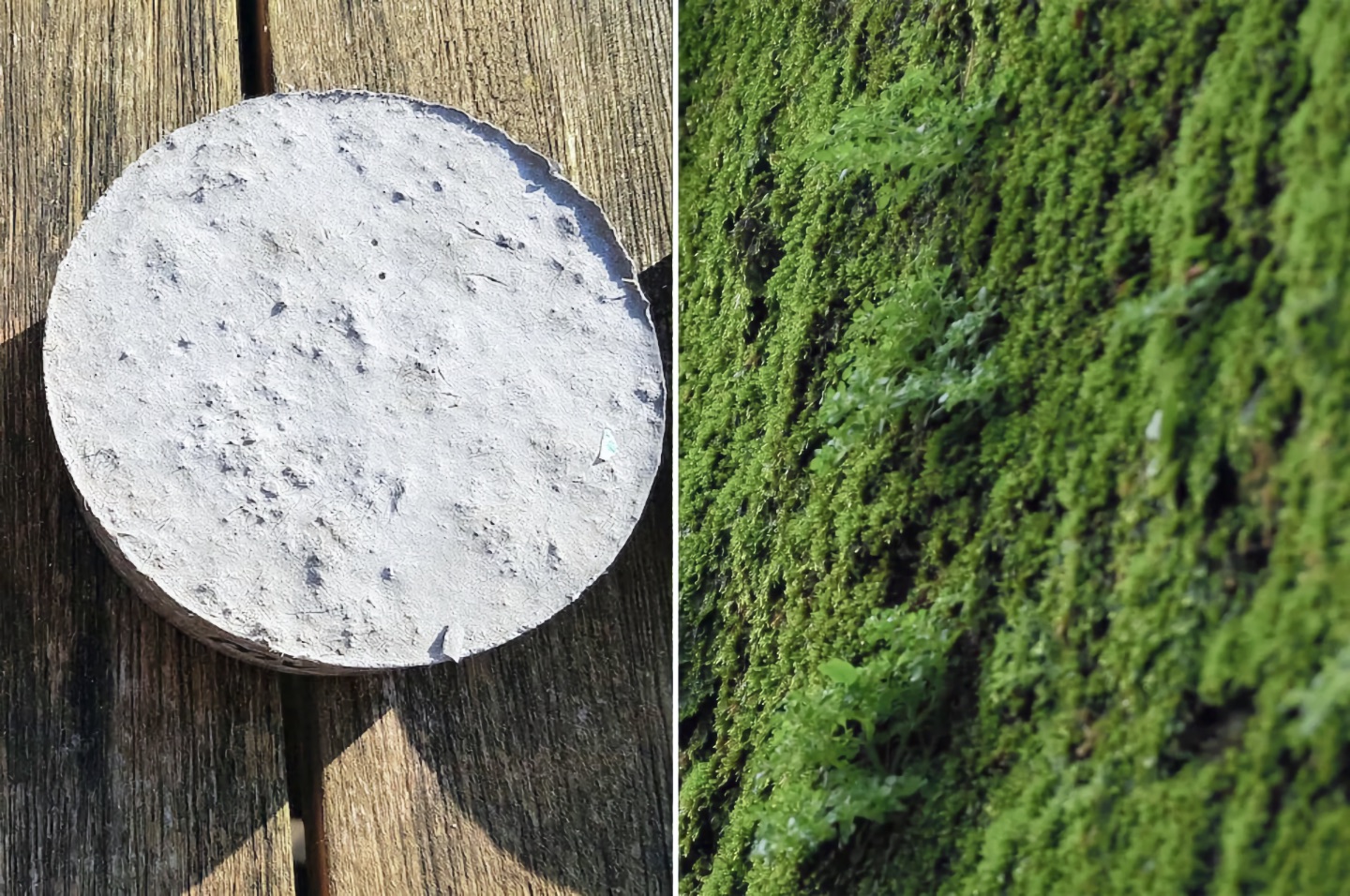 朽木苔 朽木◇限定作品 2025.8.17#3 | 苔テラリウム専門ショップ道草