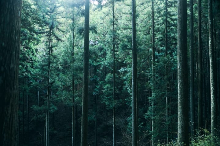 GINZA SIX、DAIKEI MILLSとともに 吉野杉の魅力を伝える「A Tree」を始動