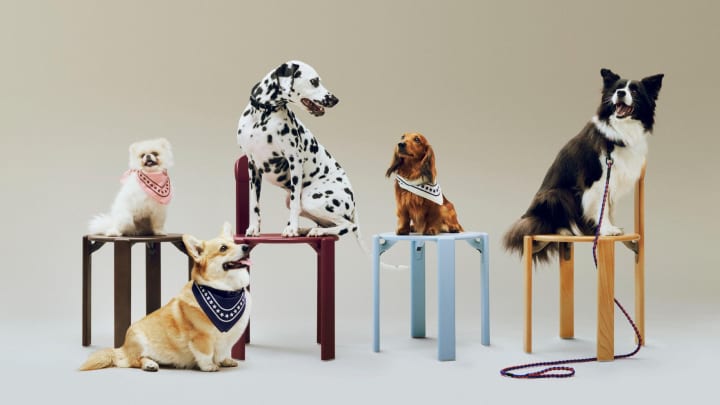 機能的でカラフルな犬用アクセサリー 「HAY DOGS COLLECTION」第2弾が登場